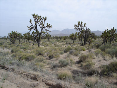 NPS Image