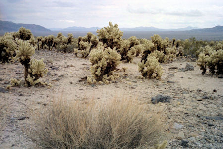 NPS Image