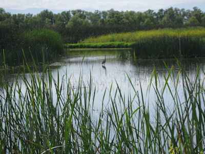 USFWS Image