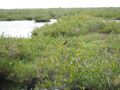 USFWS Image