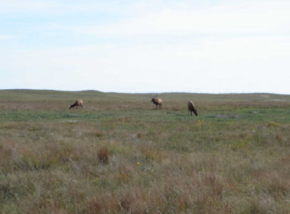 USFWS Image